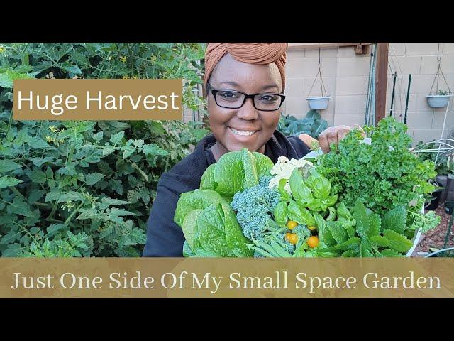 Huge Harvest  - Just One Side Of My Small Space Garden
