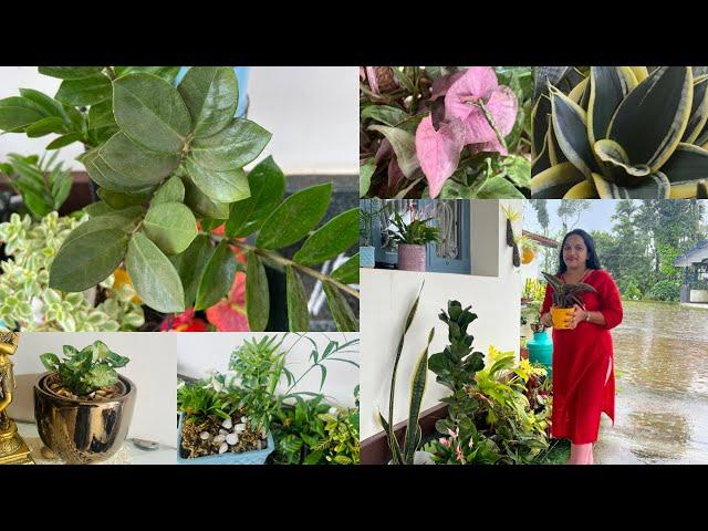 Indoor plants care and tips / Indoor plants ಗೆ ಯಾವ ರೀತಿ pot mixture ಬೇಕು?ಯಾವ ರೋಗ ಬರುತ್ತದೆ ?varieties