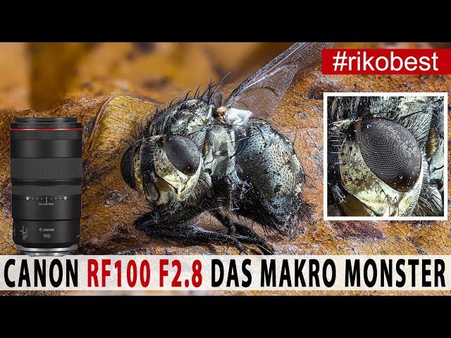 Unglaubliche Makro-Fotos, fotografieren mit dem Canon RF100 f2.8 IS USM 1,4:1 Makro - Review / Test