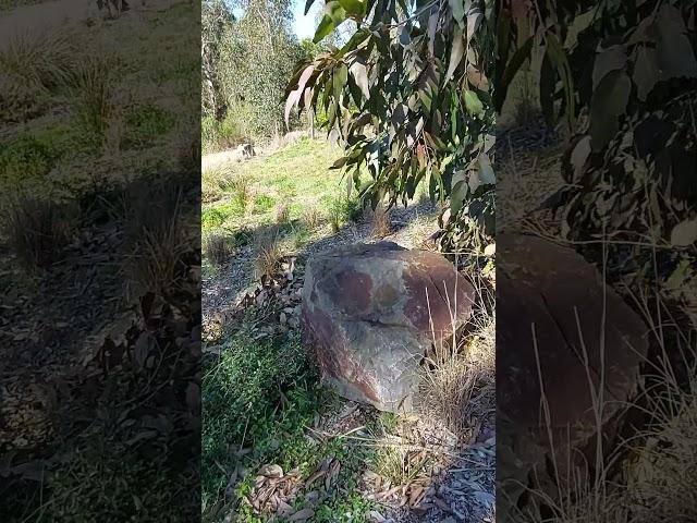 A special resting place along Mullum Mullum Creek Trail.