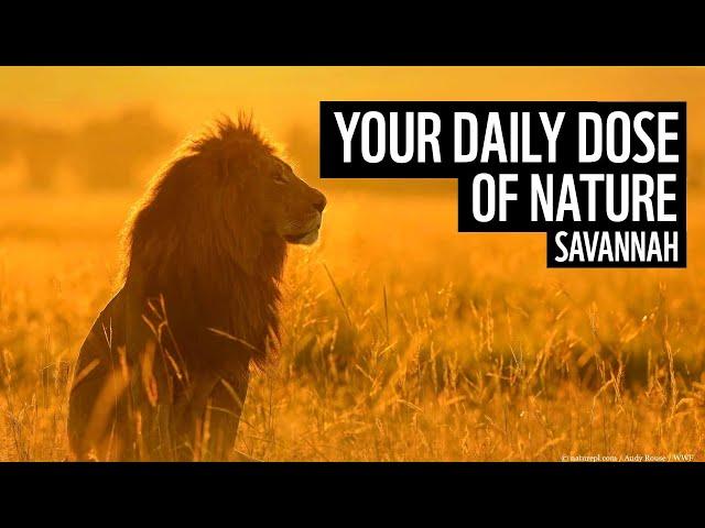 A daily dose of nature | Savannah | WWF