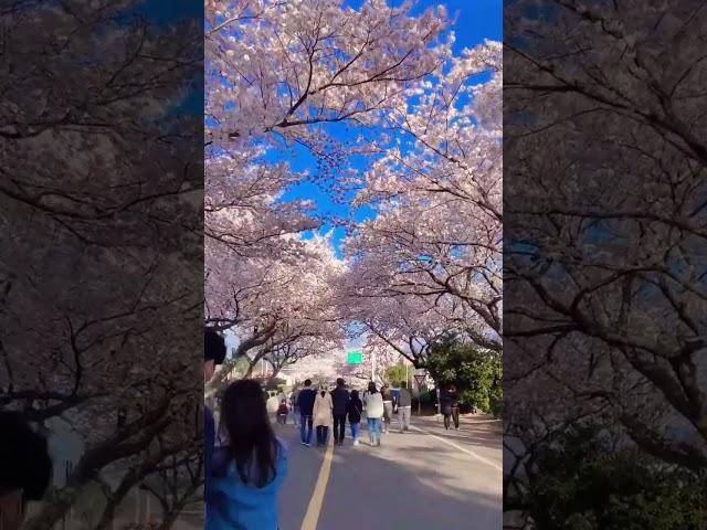 Spring walk in Jeju #koreatravel #discoverkorea #cherryblossom #springkorea