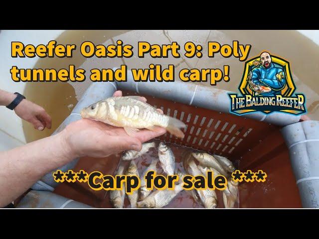 Reefer Oasis Koi Farm: Part 9 Poly Tunnels, Wild Carp! ***Do the new trenches hold water??***