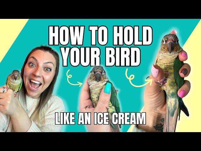 How to TAME Your Bird and Train Them to Come to Your Hand ️