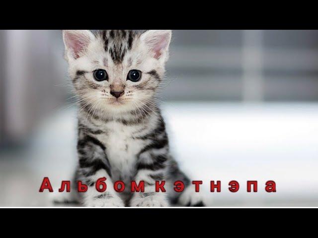 МиксЧик я маленький котик часть 2 (премьера клипа)(альбом кэтнэпа 2024) 5.5
