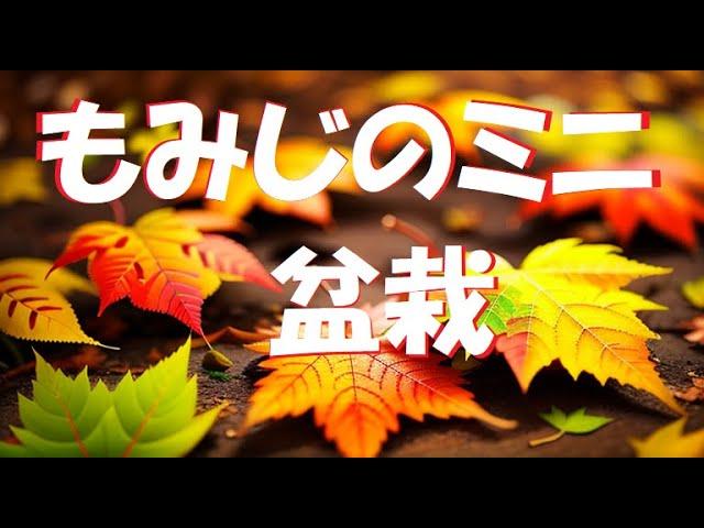 紅葉のミニ盆栽の作り方・簡単