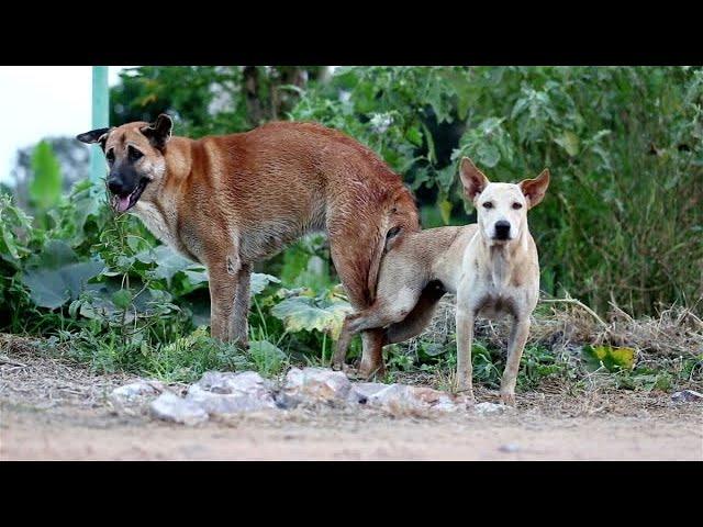 Amazing Speed Dog meeting - Dog meeting for the summer season in village