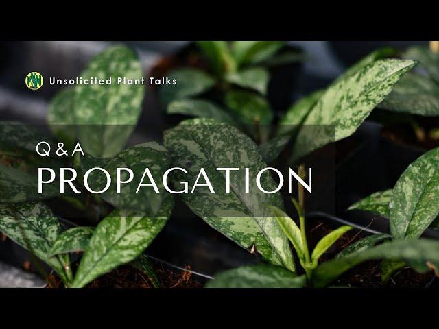 Hoya Propagation Q&A: Tips and Tricks for Thriving Houseplants - Unsolicited Plant Talks