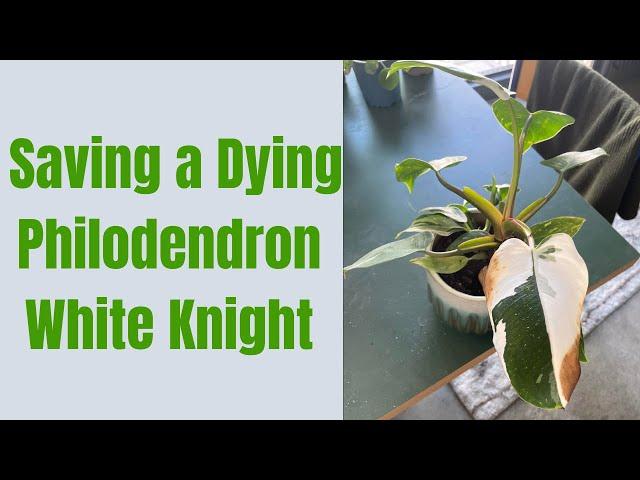 Troubleshooting and Solving Common White Knight Philodendron Problems