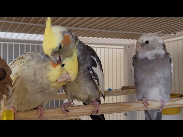 COCKATIEL SINGING Natural COCKATIEL SOUND COCKATIEL NOISE Cockatiel song for training cockatiel