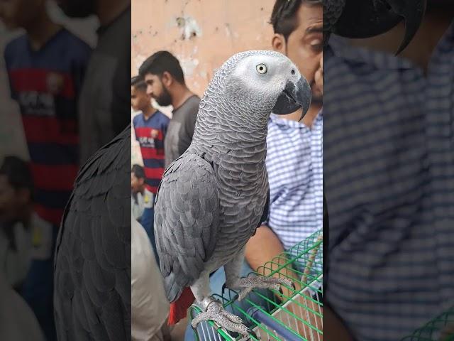 African Grey Parrot #africangrayparrot #danishahmedvlogs #ytshorts