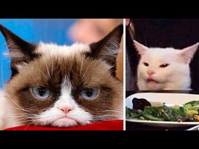 The Most FAMOUS CATS On The Internet  