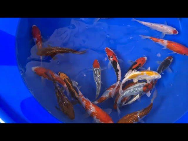 Elite Koi Grow Out is Back - 125 Koda Tosai Koi for selection 25 Koi available for the Grow On event