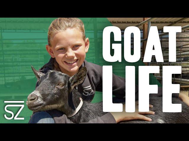 We Have Goats Everywhere | How We Raise Goats on the Ranch