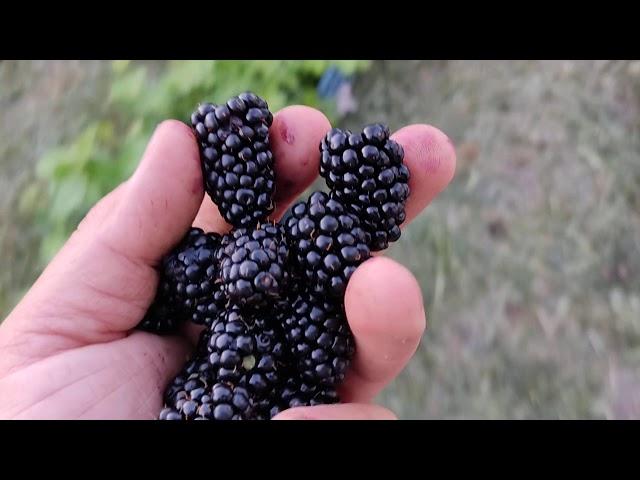 Обзор ранних и среднеранних сортов ежевики!!! Пробуем и взвешиваем ягоду!!!
