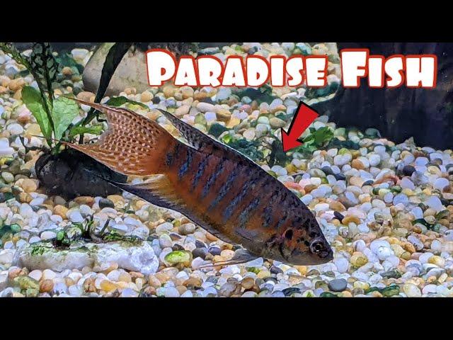 Paradise Fish (Watch This Before Getting Yours!)