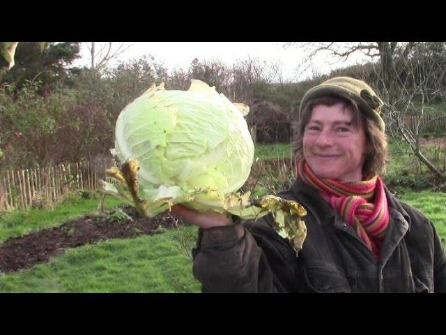 Wie wir unseren Kohl ernten und Sauerkraut machen