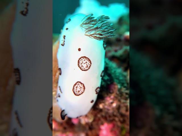 Underwater Macro Photo & Video with your Smartphone and the SeaLife SportDiver