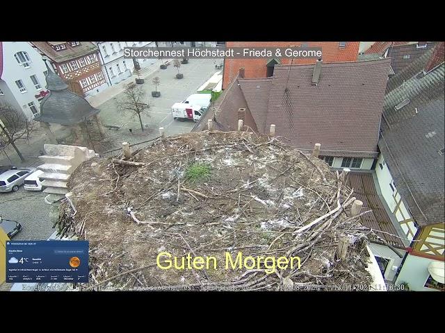 2024 11 13 Storchennest Höchstadt, Guten Morgen aus Höchstadt, 