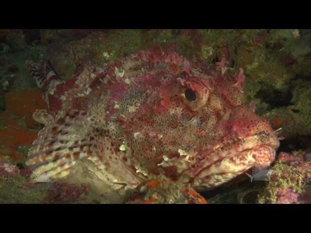 The Poor Knights Islands. Join Yukon Dive, the Poor Knights specialists for a days diving.