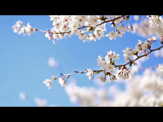 #Natural2020 #MANI_creation420 natural flowers animals and video footage 4K HD video