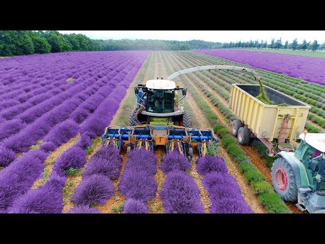 Lavender Harvest & Oil Distillation | Valensole - Provence - France | large and small scale