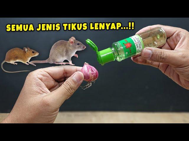 Ternyata cuma begini, rumah aman dari TIKUS SELAMANYA ! Ramuan Pengusir Tikus!