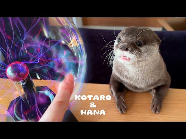 What Happens When Otters Touch a Plasma Ball? Glowing Paw Pads!