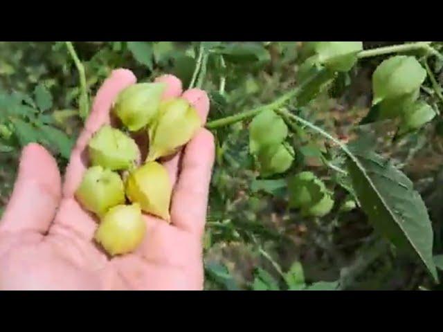 AMAZING HARVEST . wild berries