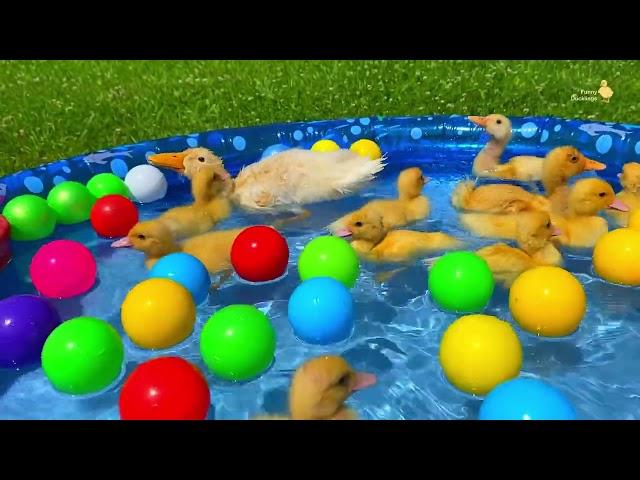 Ducklings in the pool, baby ducks, pig