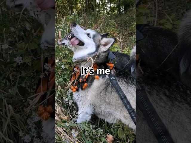 Nora  is always Hungry #husky #dog