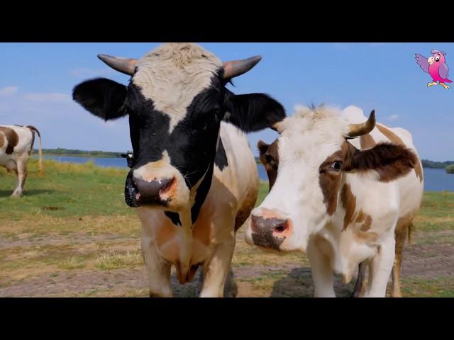 COW VIDEO  COWS MOOING AND GRAZING IN A FIELD | Cow Video