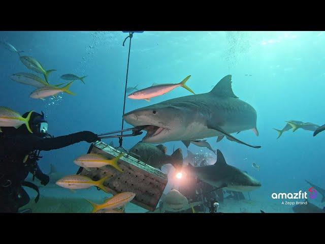 Swimming with Tiger Sharks: Amazfit T-Rex Ultra Saves the Dive!  Jeb Corliss Adventure