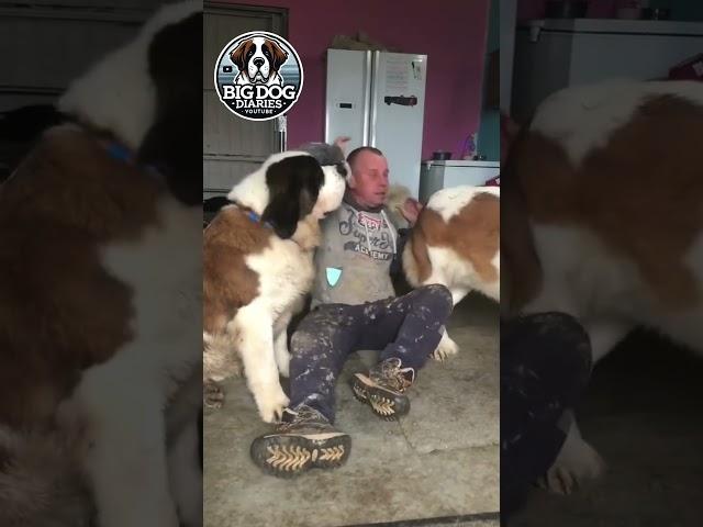 Big Saint Bernard Dog Shenanigans ! #dogshorts #shorts #funnyshorts #dogsofinstagram