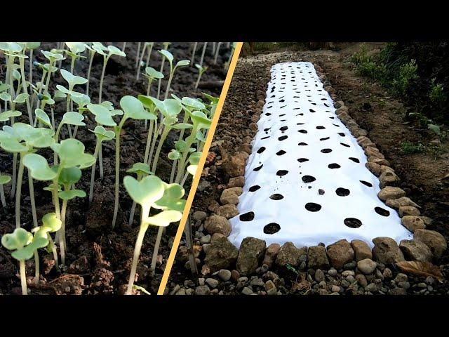 GARDEN PLOT WITH TARP MULCH