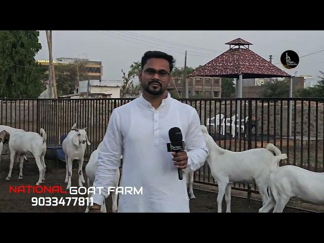 SOJAT AVG PATTI WEIGHT LOT | WHOLESALE & RETAIL | NATIONAL GOAT FARM, MODASA , GUJARAT