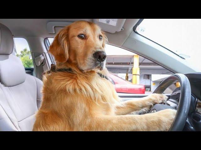 So Funny! Funniest Cats and Dogs 2024 ️ New Funny Animals 2024