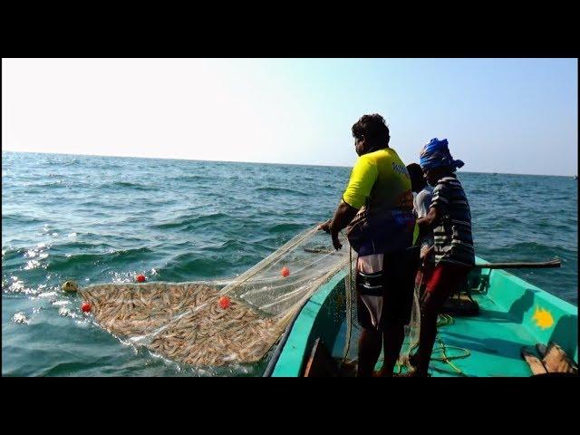 PRAWN CATCHING AT SEA