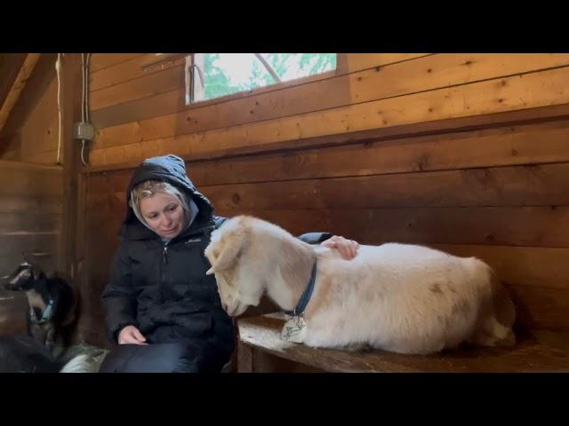 Saying goodbye to Lemon.. and breeding goats.
