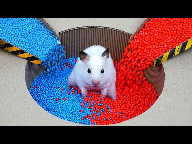 The Best Hamster Challenges