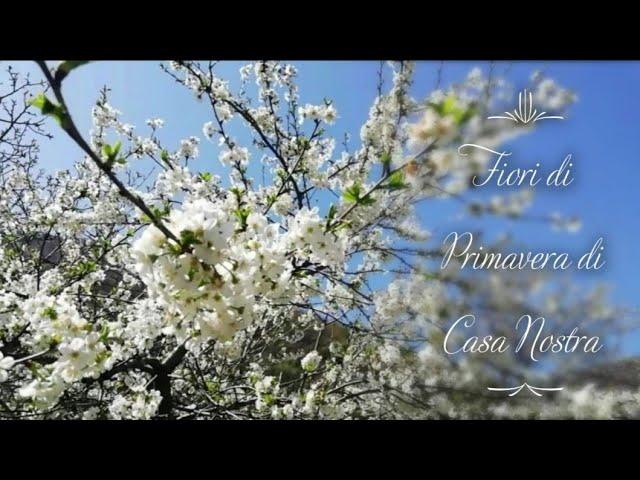 Fiori di Primavera Di Casa Nostra 2020 Italia/Весенние цветы, нашего дома Италия