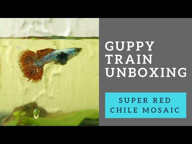 Guppy Train: Super Red Chile Mosaic Elephant Ear Strain