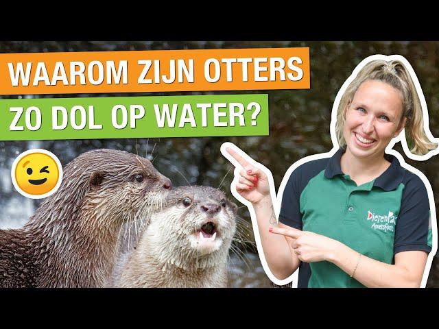 ACHTER DE SCHERMEN BIJ DE OTTERS MET DE DIERVERZORGER!  | Carlijns Dierenvraag #41