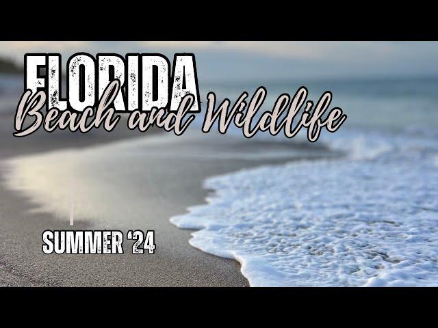 Florida Beach Metal Detecting Adventure! Silver and Sharks!