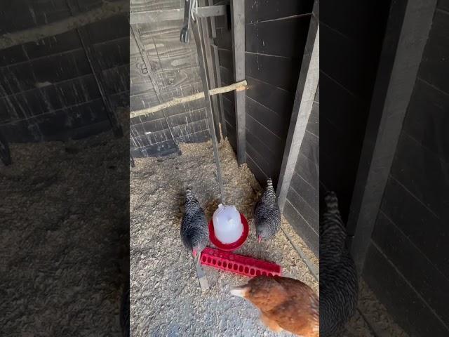 The BEST Way to Hang Your Chickens water!