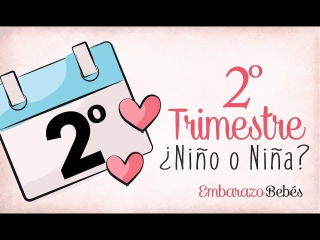 TRIMESTRE 2 de #Embarazo | Segundo Trimestre