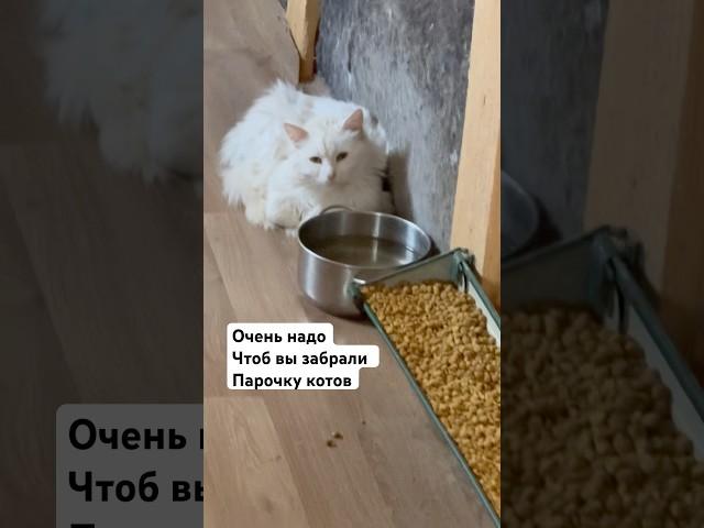 Очень много засиделось у меня. Заберите.Данные в профиле. #домашниеживотные #помощьбездомным #приют