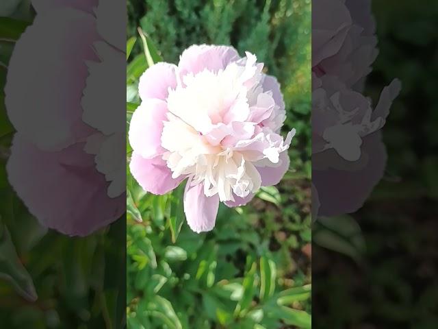 Beautiful Paeonia lactiflora  #flowers fom Asia Tibet in #mygarden #may #beautyofnature