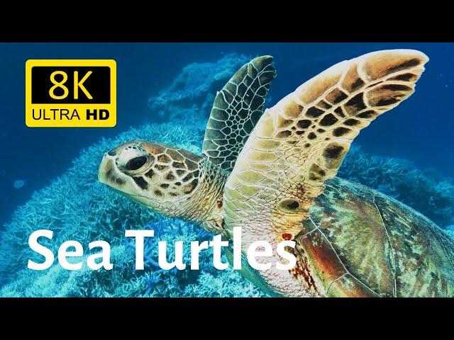 Impressive underwater shots of various sea turtles in 8K [Ultra HD]