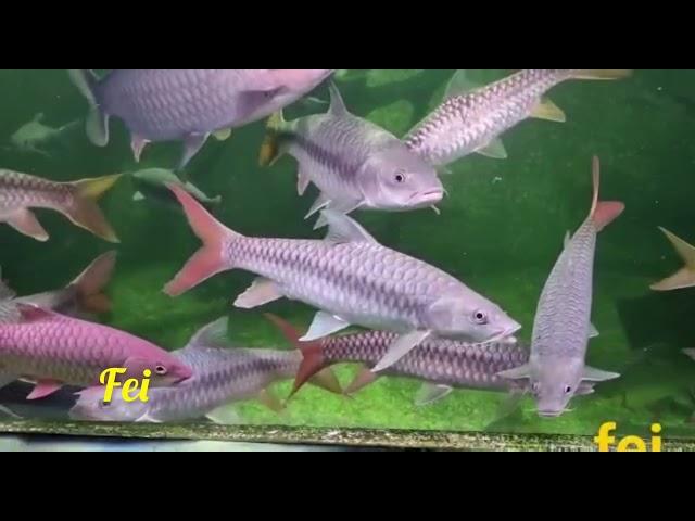 Putitora Mahseer 喜玛拉雅印度金吉罗 #kelah#mahseerfish